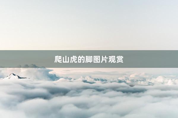 爬山虎的脚图片观赏